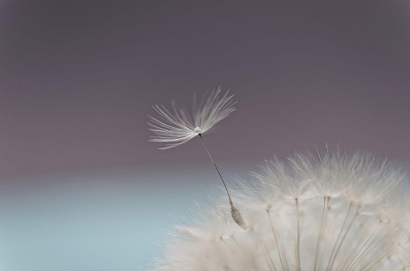 A single dandelion drifting away from the rest, carried by the wind, symbolizing freedom and individuality.